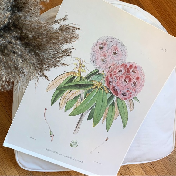 Botanical Image